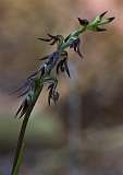 Corunastylis despectans Sharp Midge-orchid & pollinators